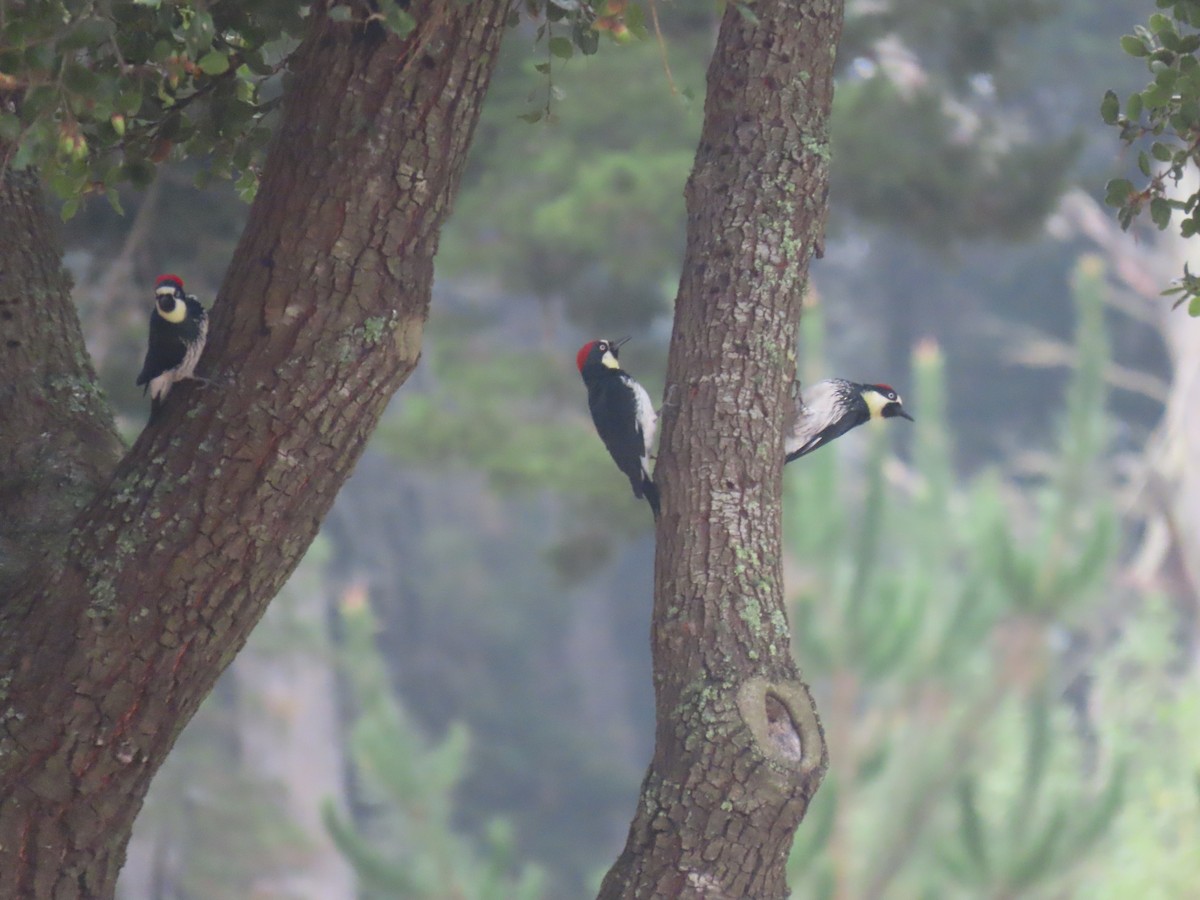Acorn Woodpecker - ML642620112
