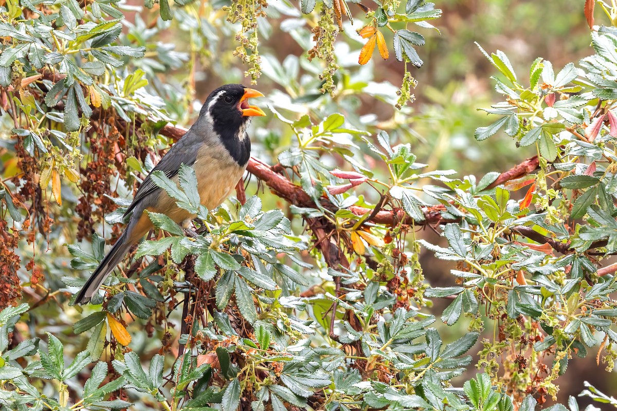 Golden-billed Saltator - ML642620130