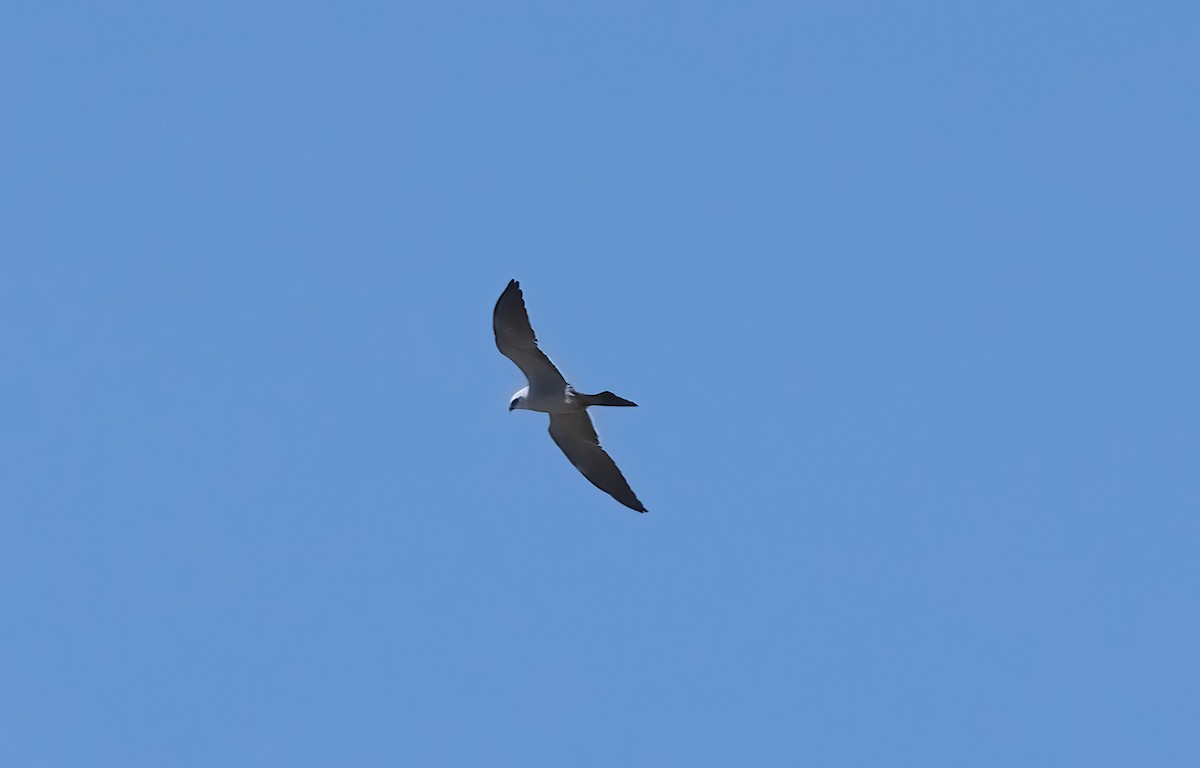 Mississippi Kite - ML642620131