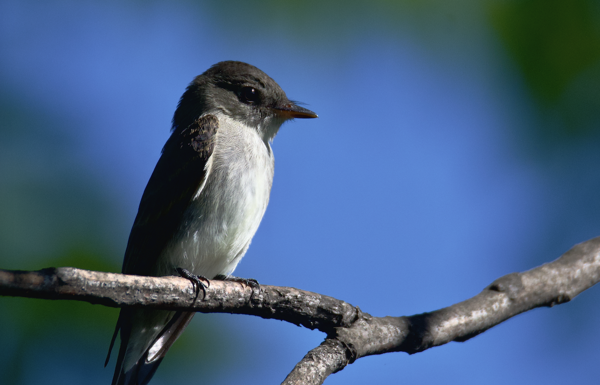 Eastern Wood-Pewee - ML642620147