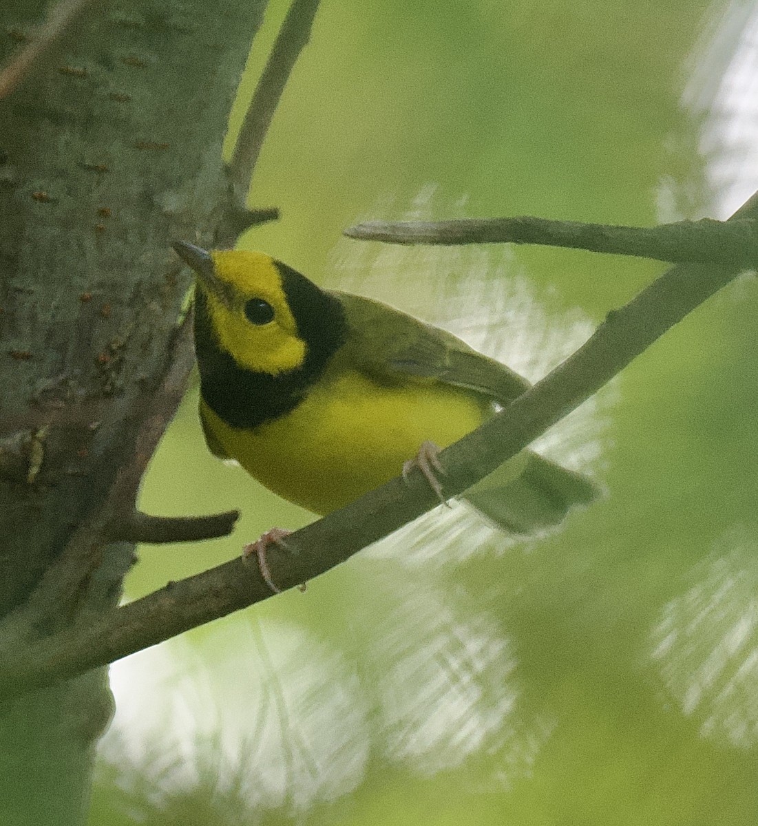 Hooded Warbler - ML642620197
