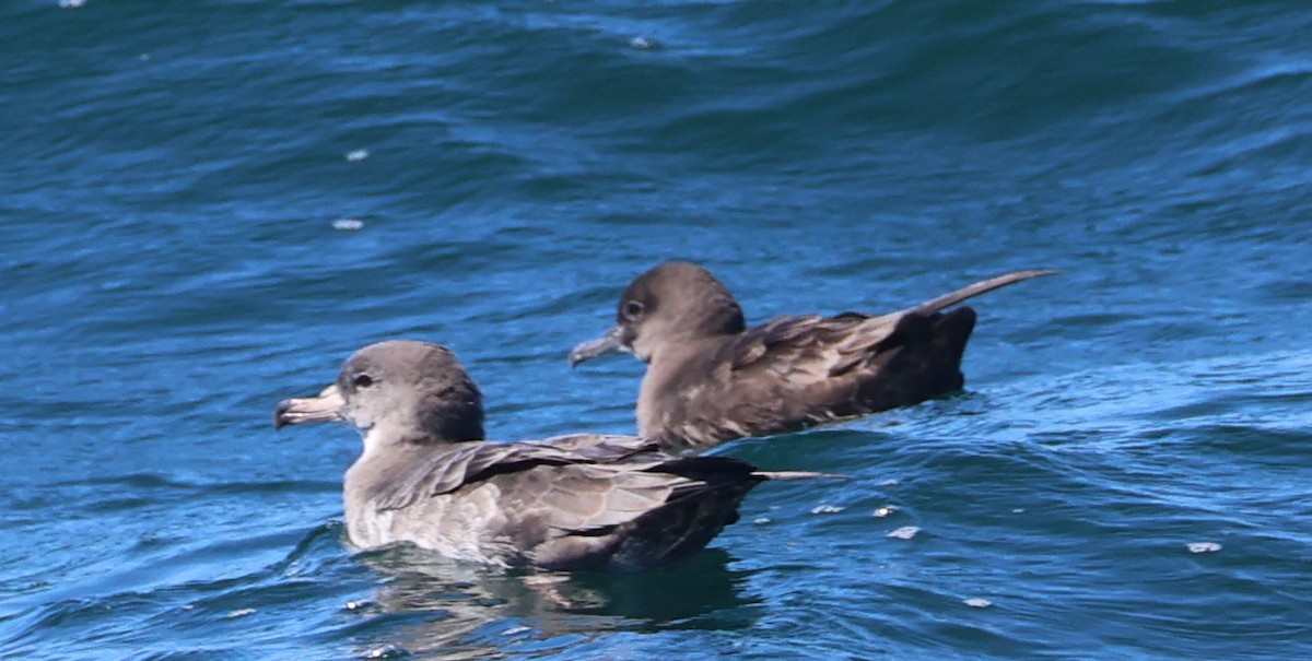 Pink-footed Shearwater - ML642620206