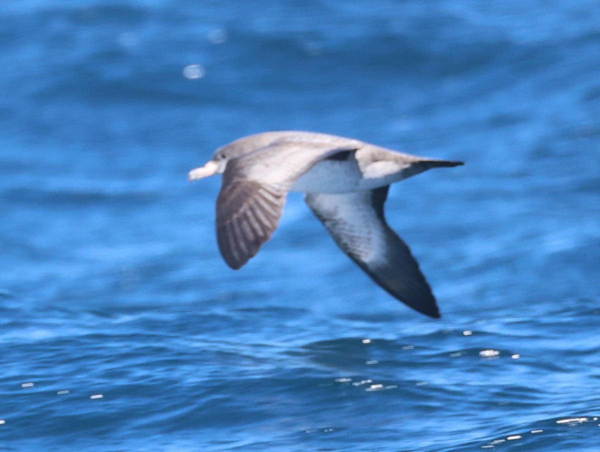 Pink-footed Shearwater - ML642620207