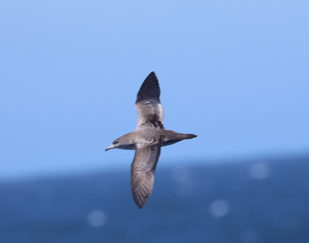 Pink-footed Shearwater - ML642620208