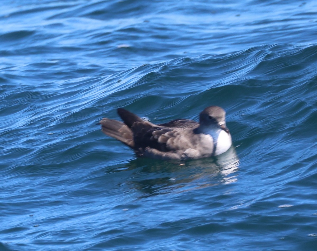 Pink-footed Shearwater - ML642620209