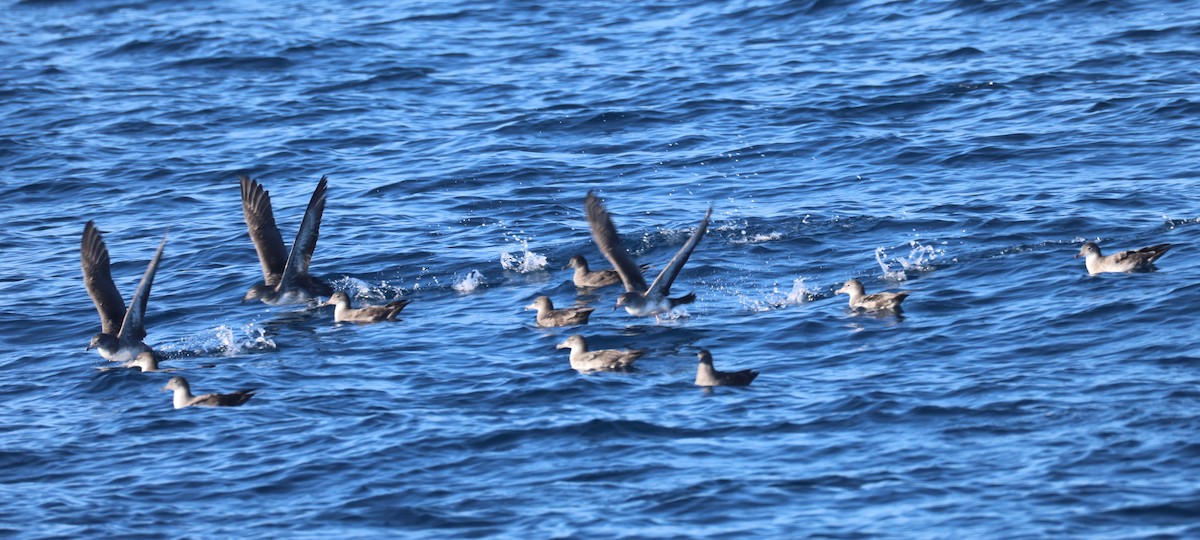 Pink-footed Shearwater - ML642620210