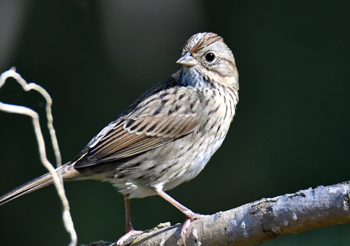 Lincoln's Sparrow - ML642620212
