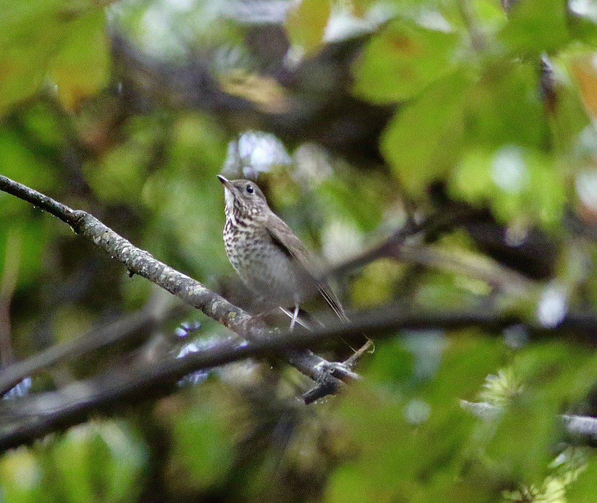 Gray-cheeked Thrush - ML642620243