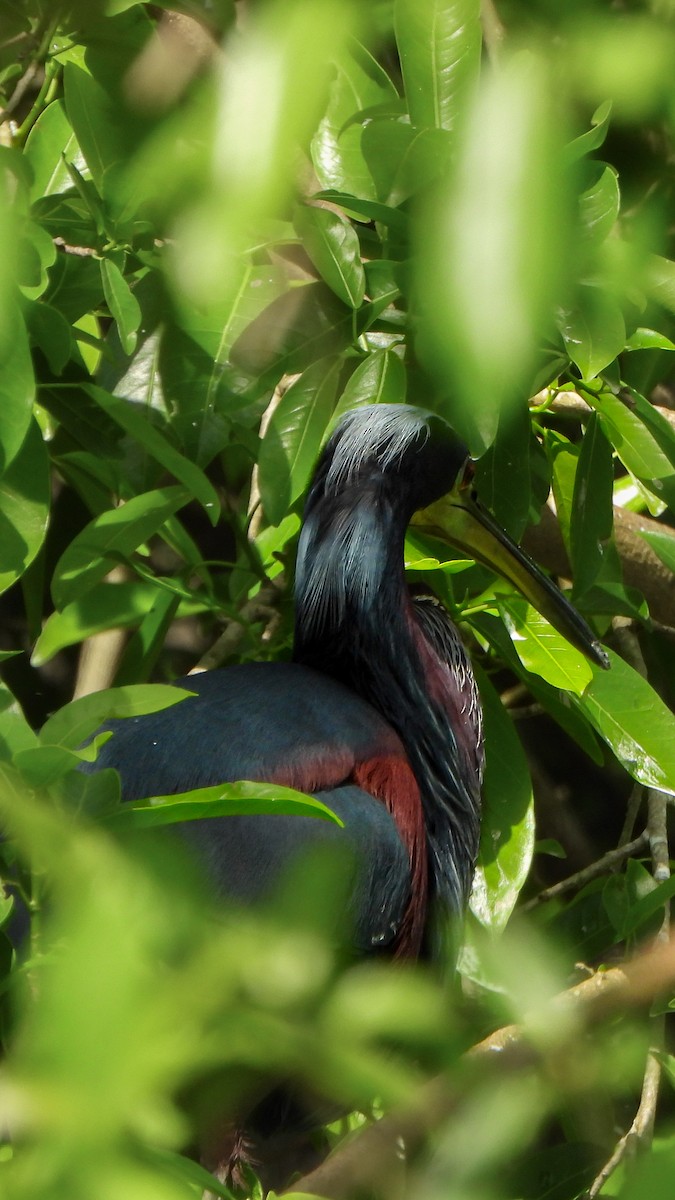 Agami Heron - ML642620247