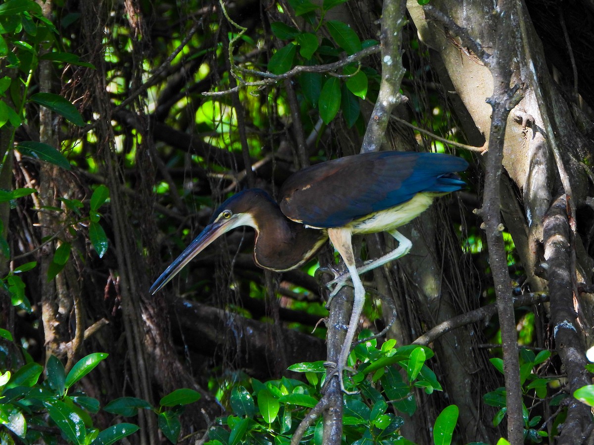 Agami Heron - ML642620248