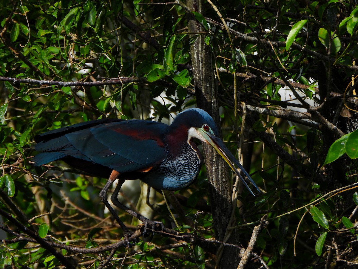 Agami Heron - ML642620250
