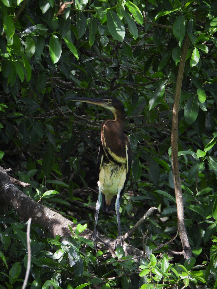 Agami Heron - ML642620251