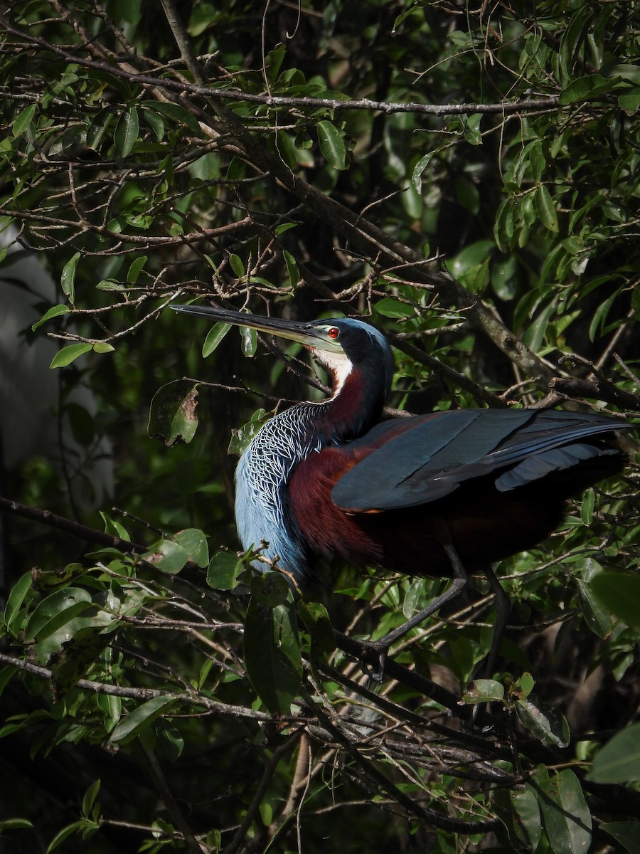 Agami Heron - ML642620252