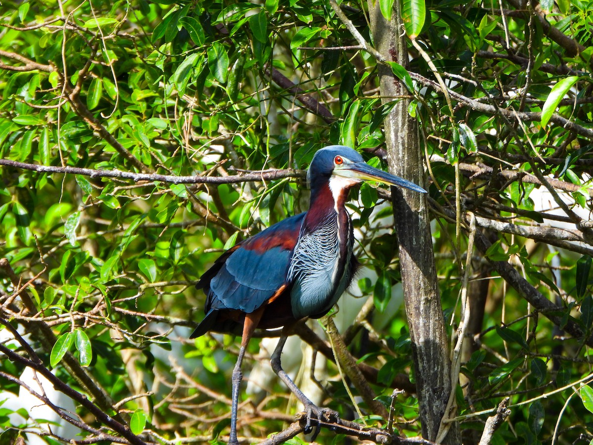 Agami Heron - ML642620253