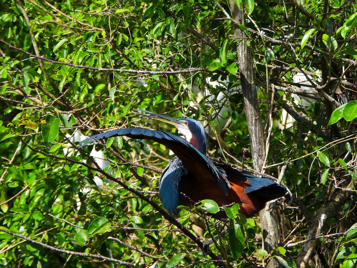 Agami Heron - ML642620254