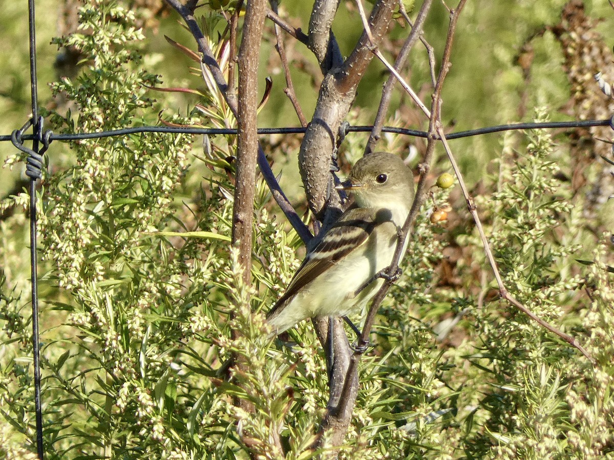 Empidonax sp. - ML642620267