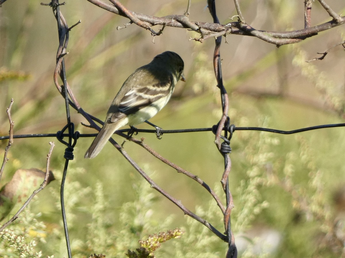 Empidonax sp. - ML642620268