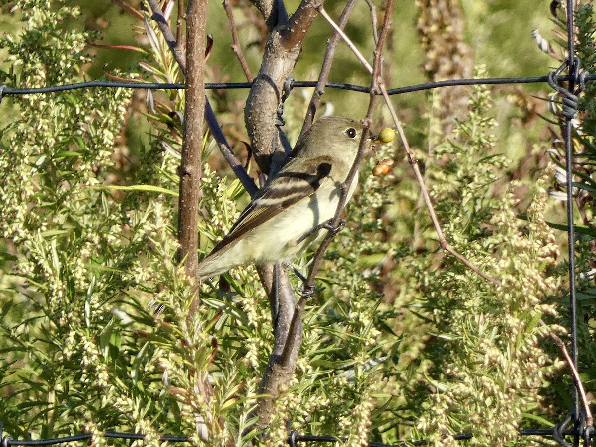Empidonax sp. - ML642620269
