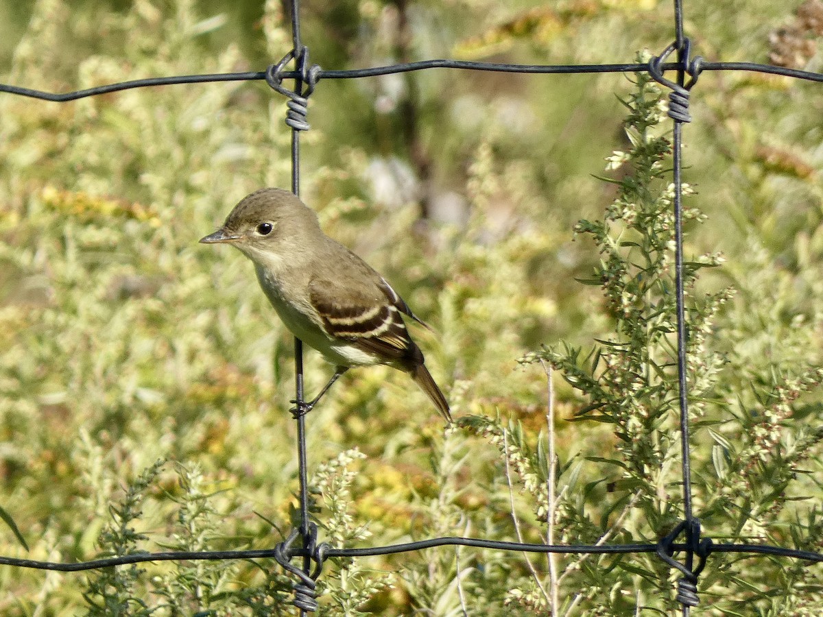 Empidonax sp. - ML642620270