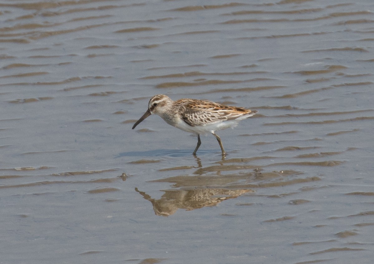 Broad-billed Sandpiper - ML642620274