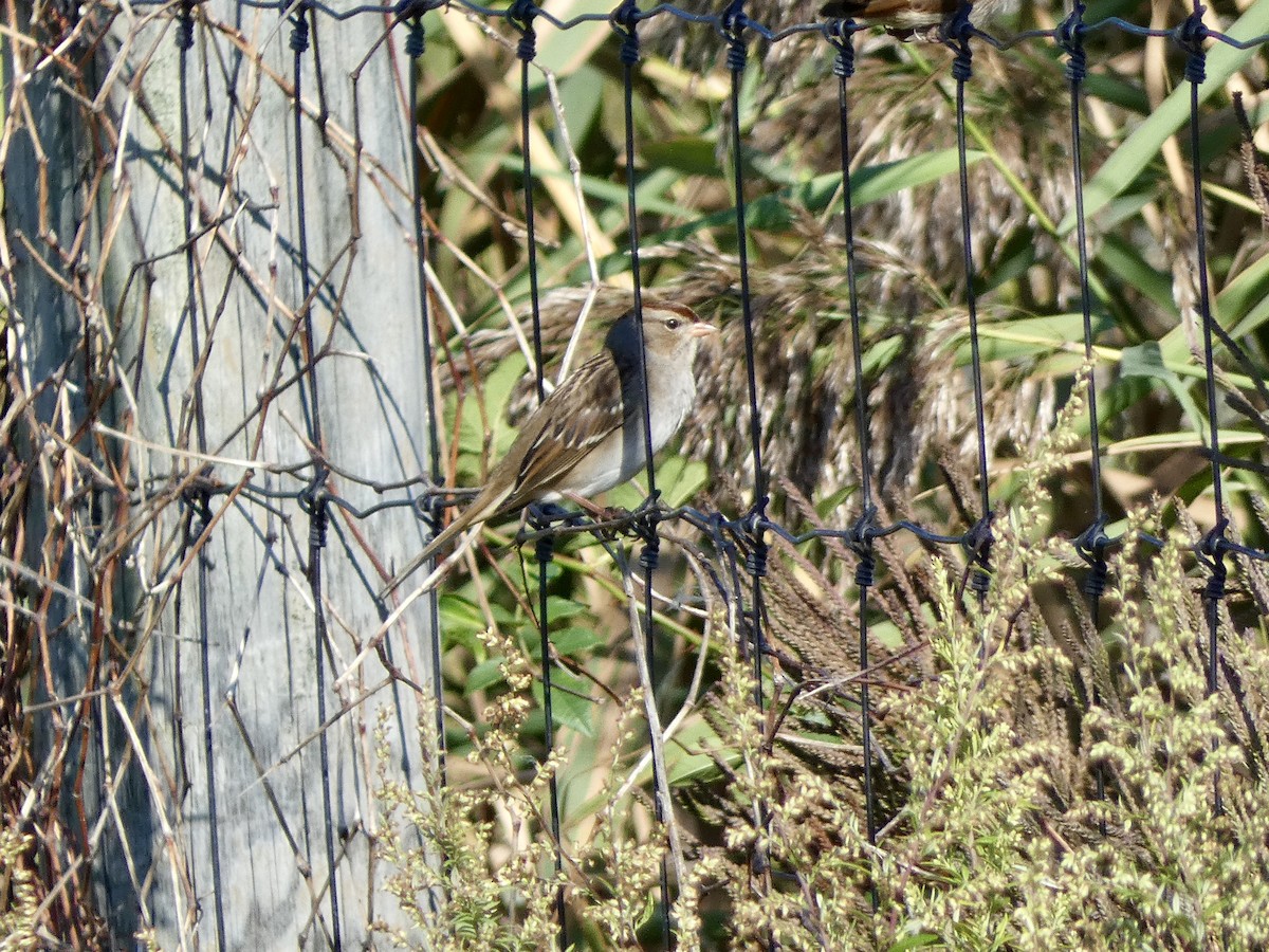 White-crowned Sparrow - ML642620284