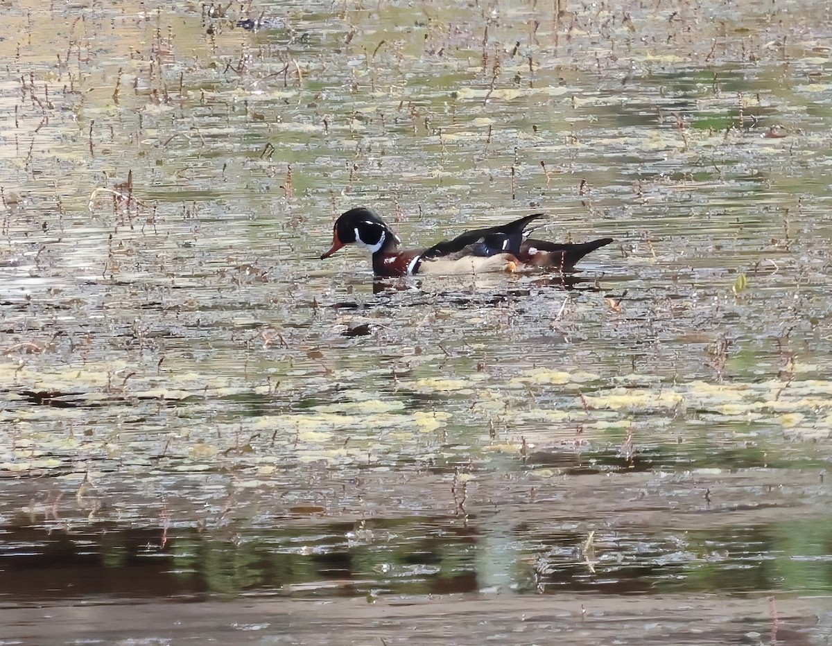 Wood Duck - ML642620287