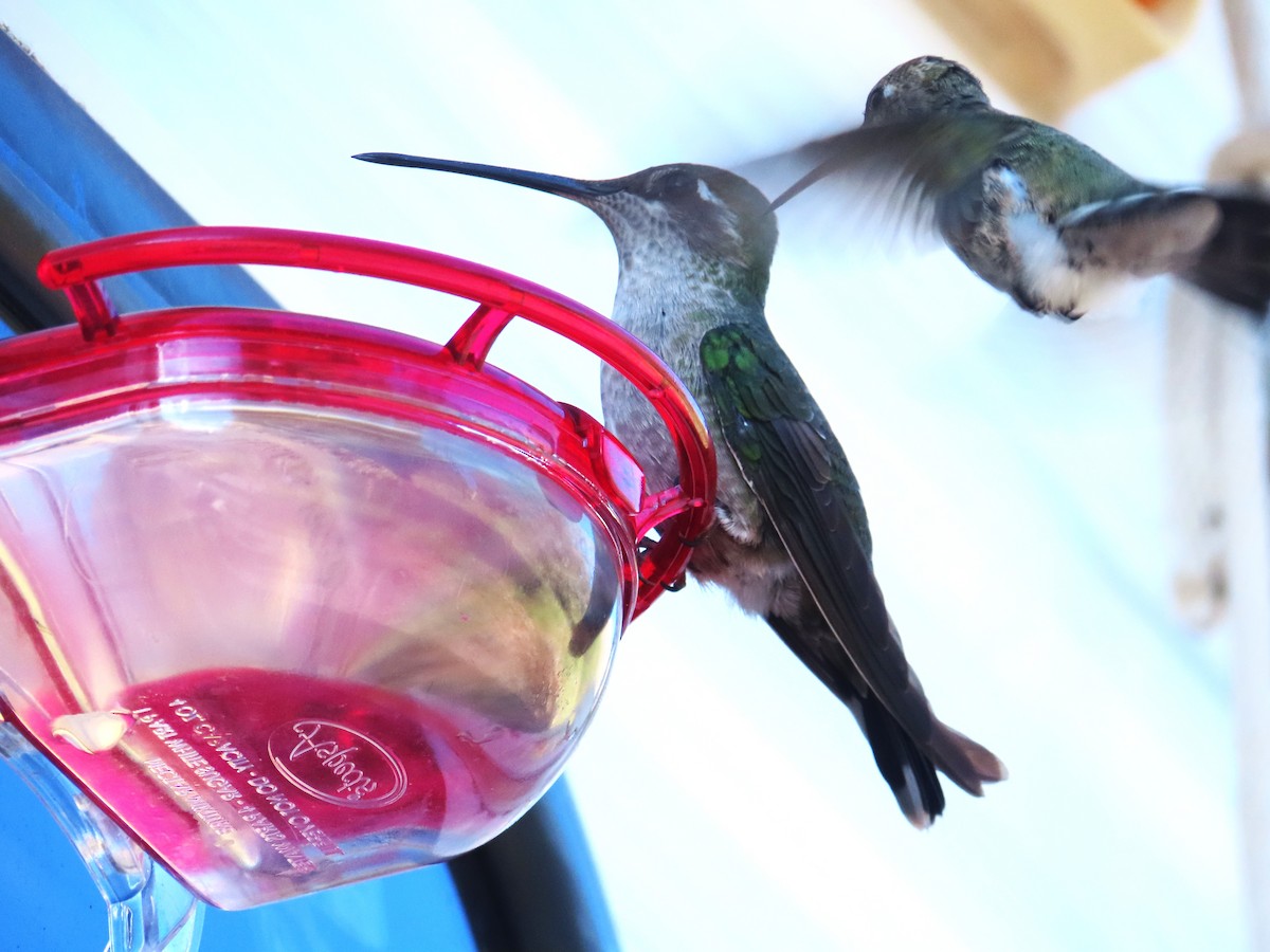 Rivoli's Hummingbird - ML642620290