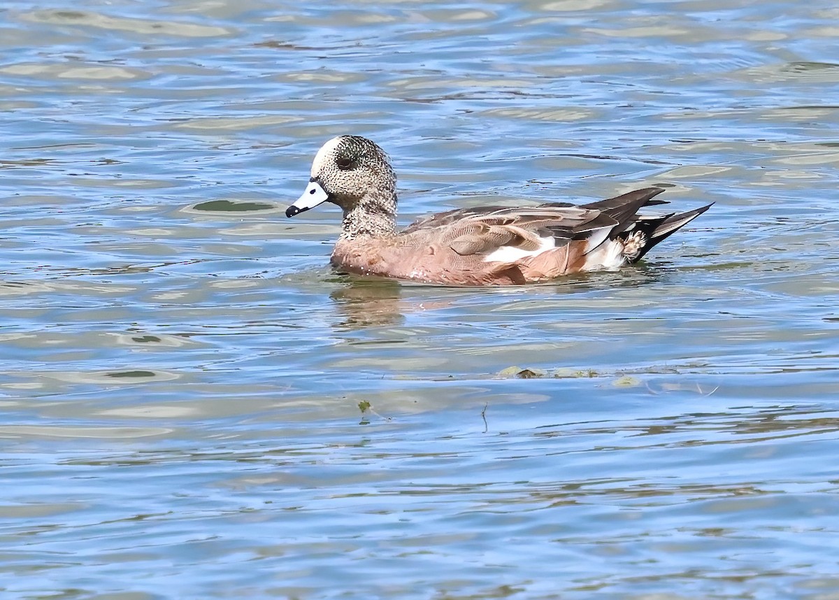Canard d'Amérique - ML642620291