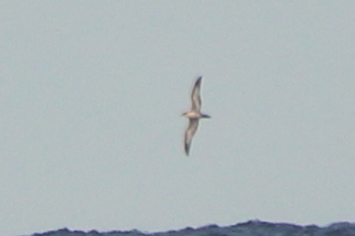 Wedge-tailed Shearwater - ML642620298