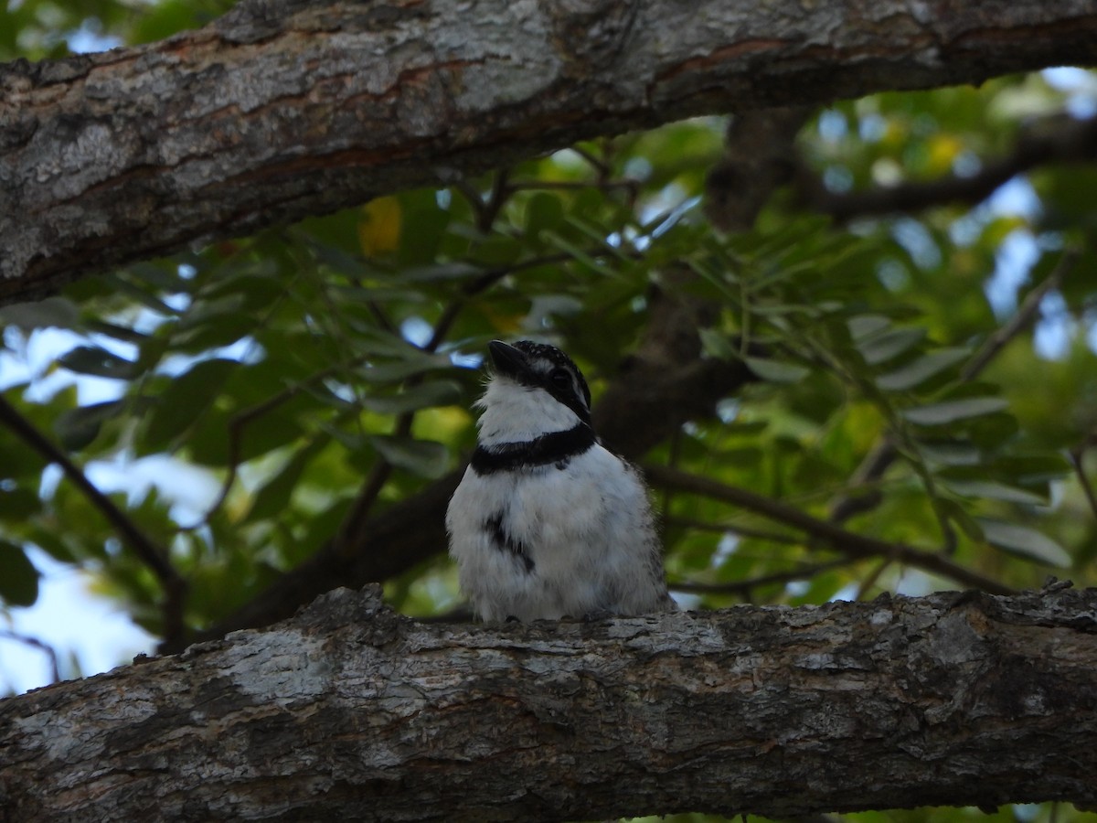 Pied Puffbird - ML642620324