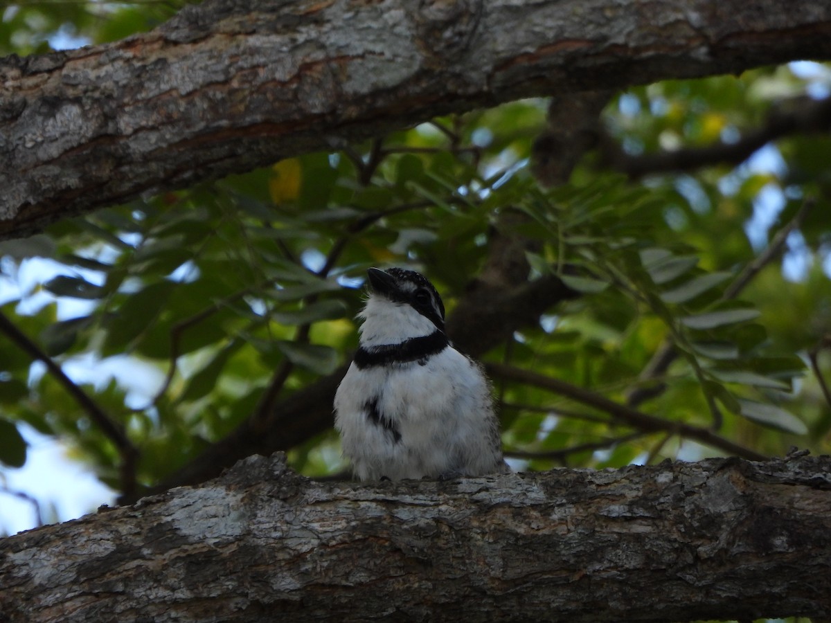 Pied Puffbird - ML642620325