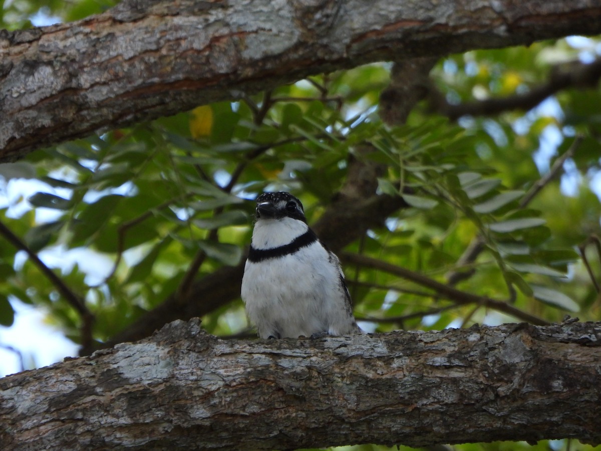Pied Puffbird - ML642620327