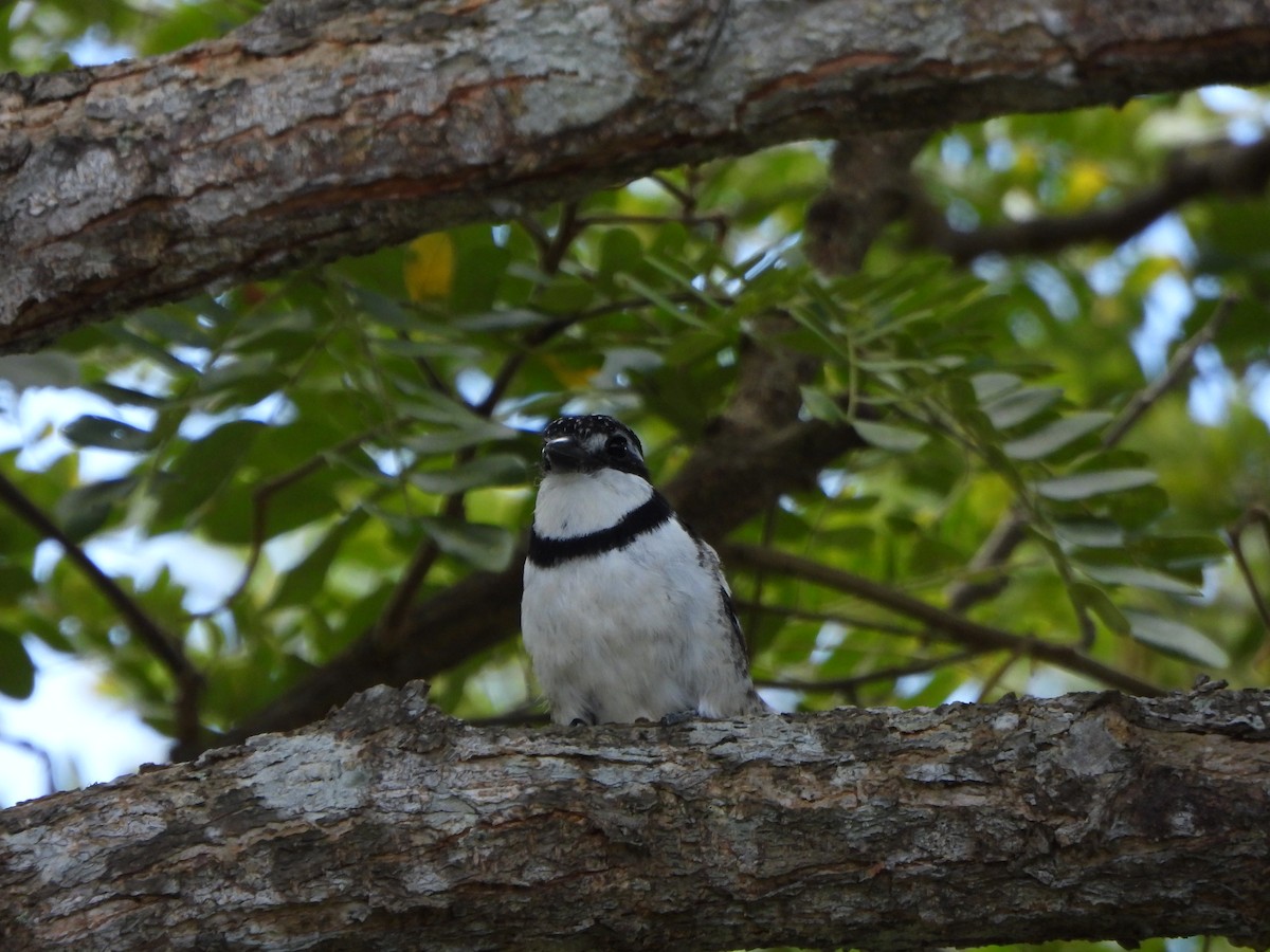 Pied Puffbird - ML642620332