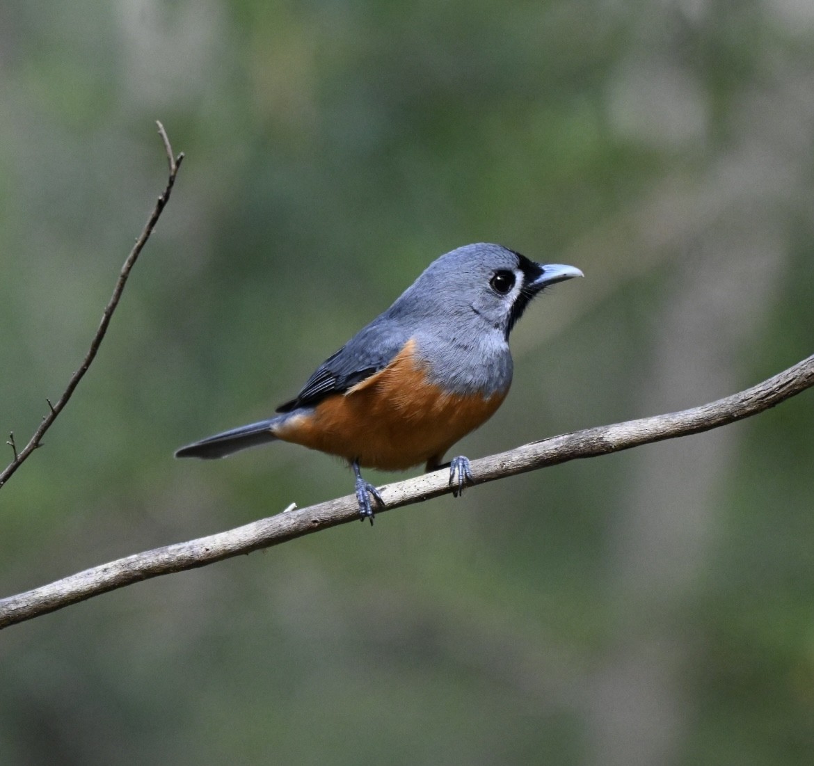 Black-faced Monarch - ML642620343