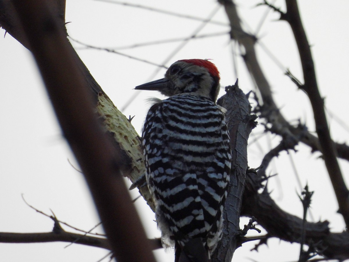 Ladder-backed Woodpecker - ML642620351