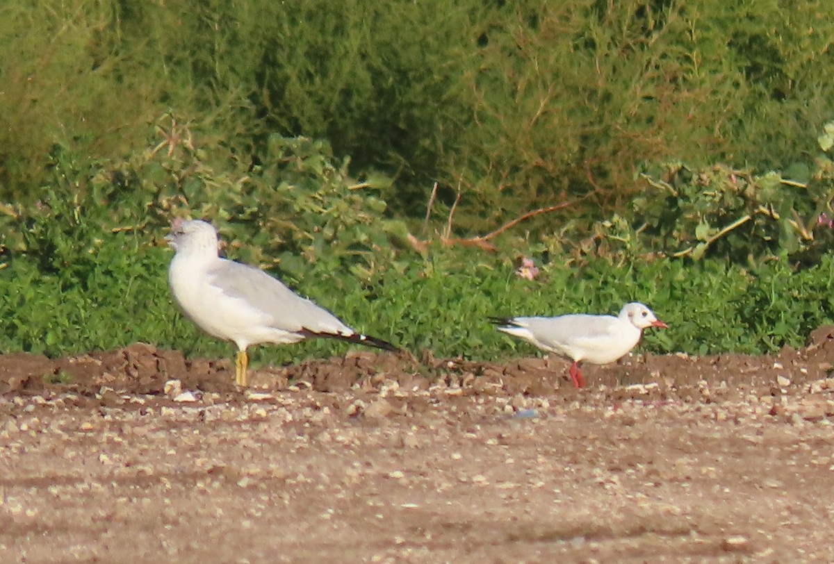 Black-headed Gull - ML642620352