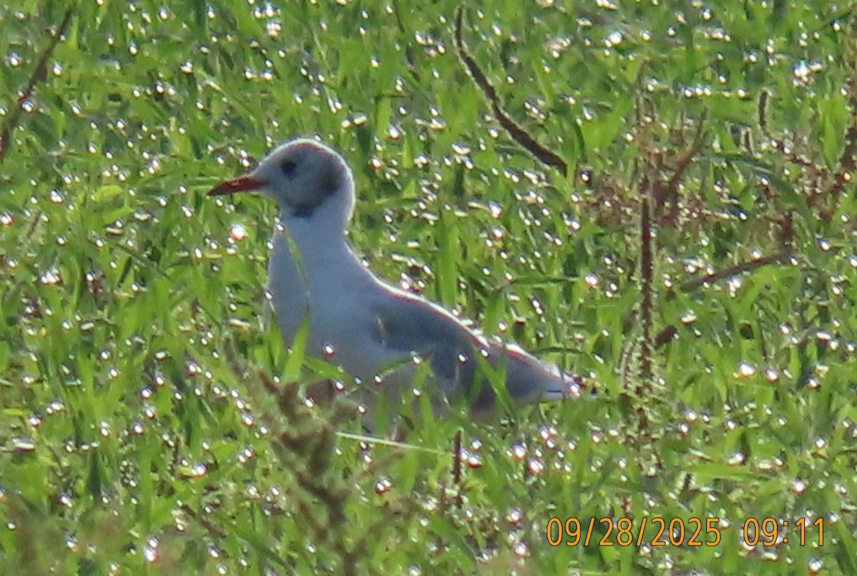 Black-headed Gull - ML642620353
