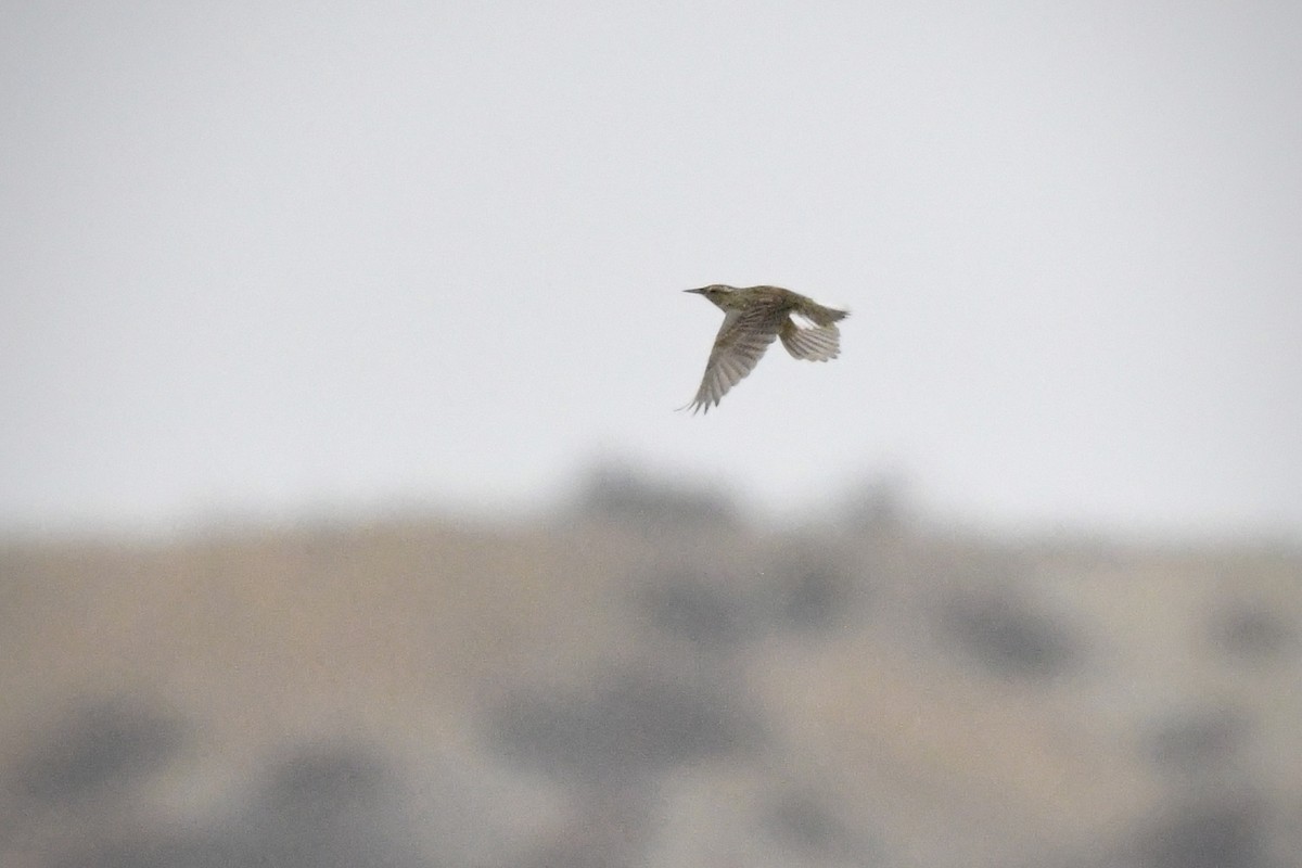 Western Meadowlark - ML642620356