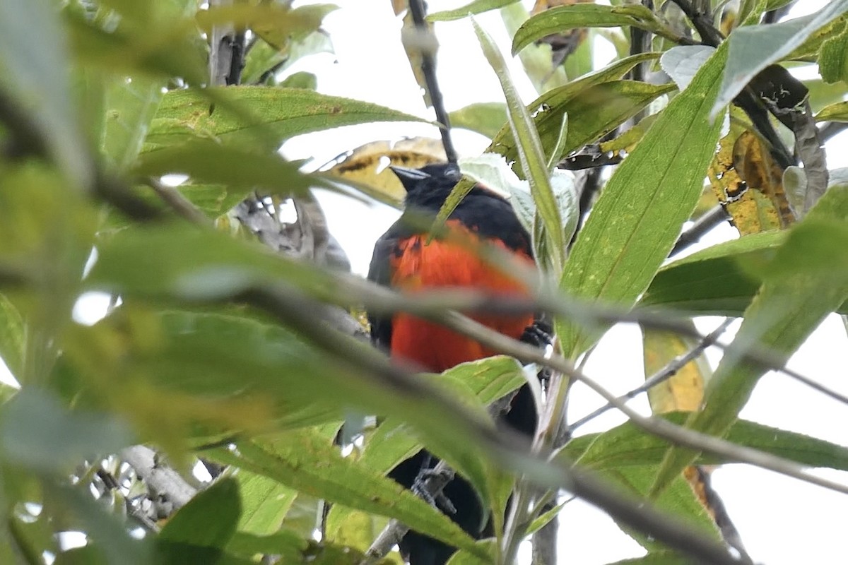 Scarlet-bellied Mountain Tanager - ML642620357