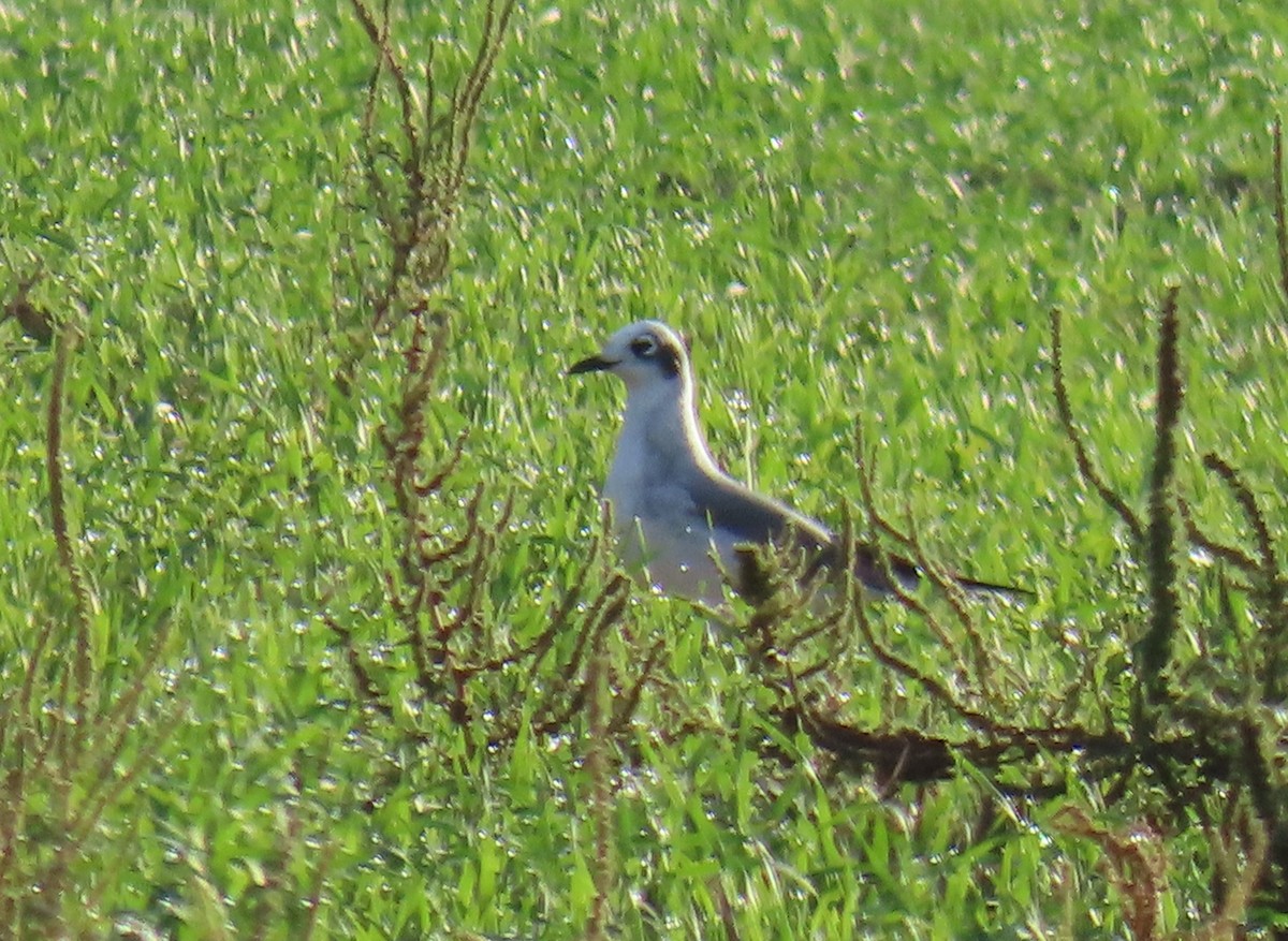Franklin's Gull - ML642620363