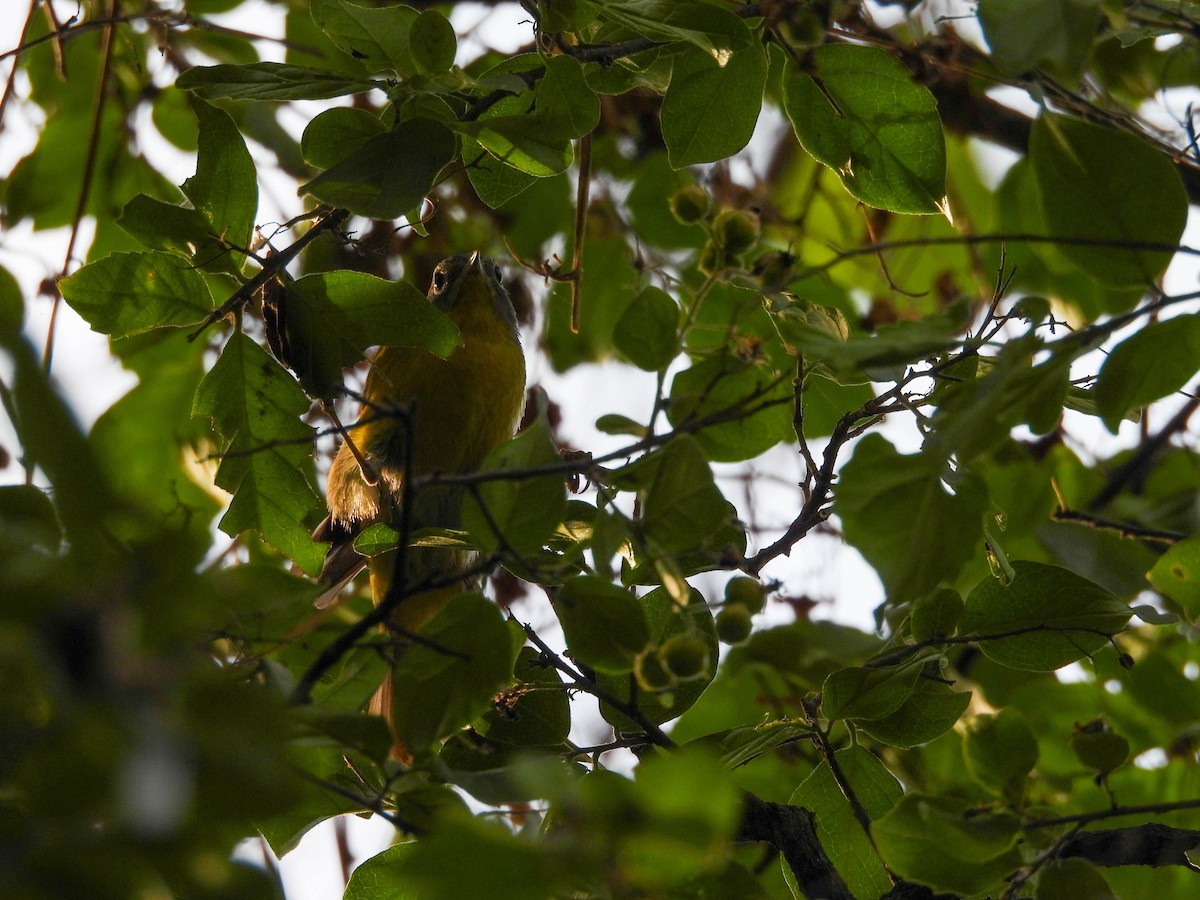 Nashville Warbler - ML642620371