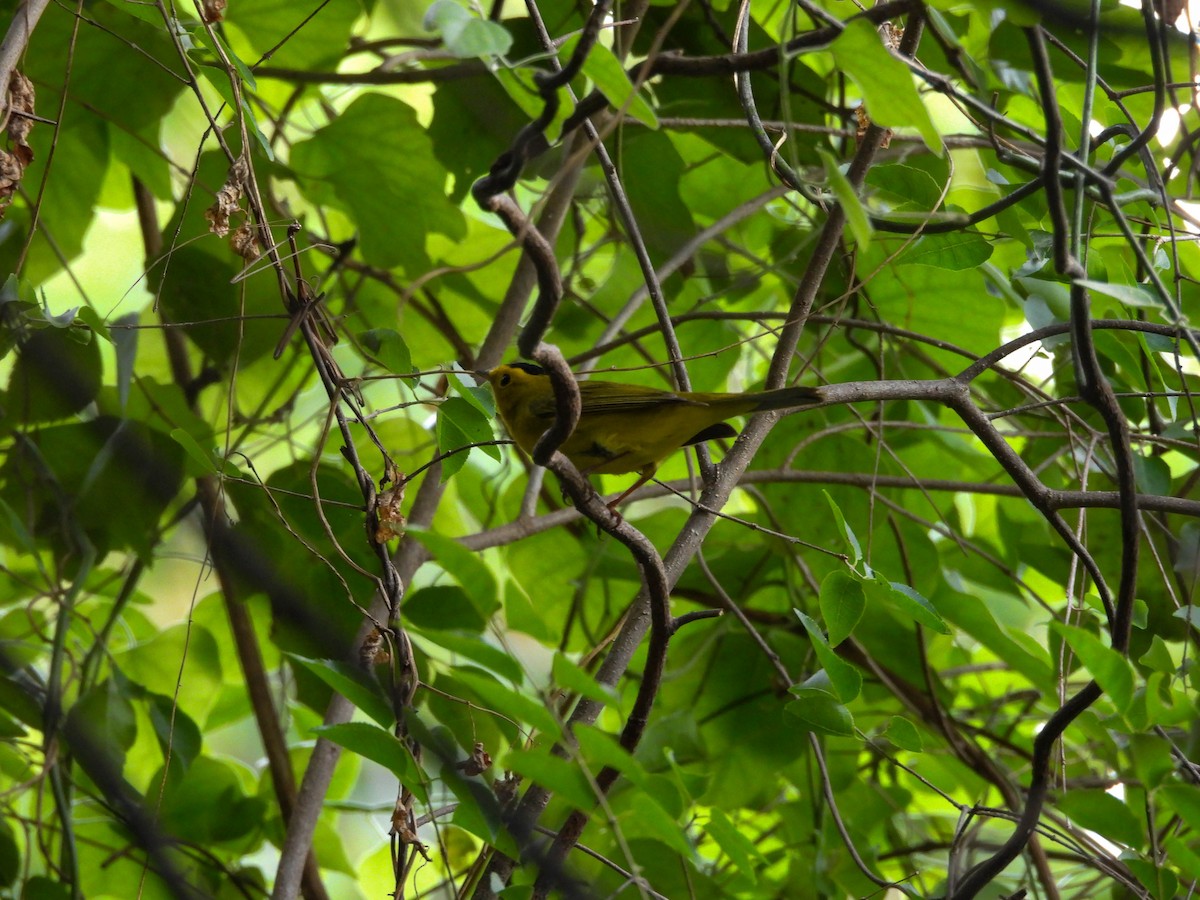 Wilson's Warbler - ML642620377
