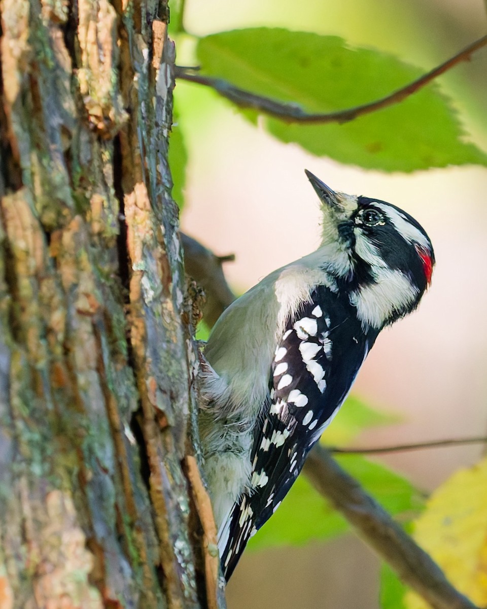 Downy Woodpecker - ML642620378