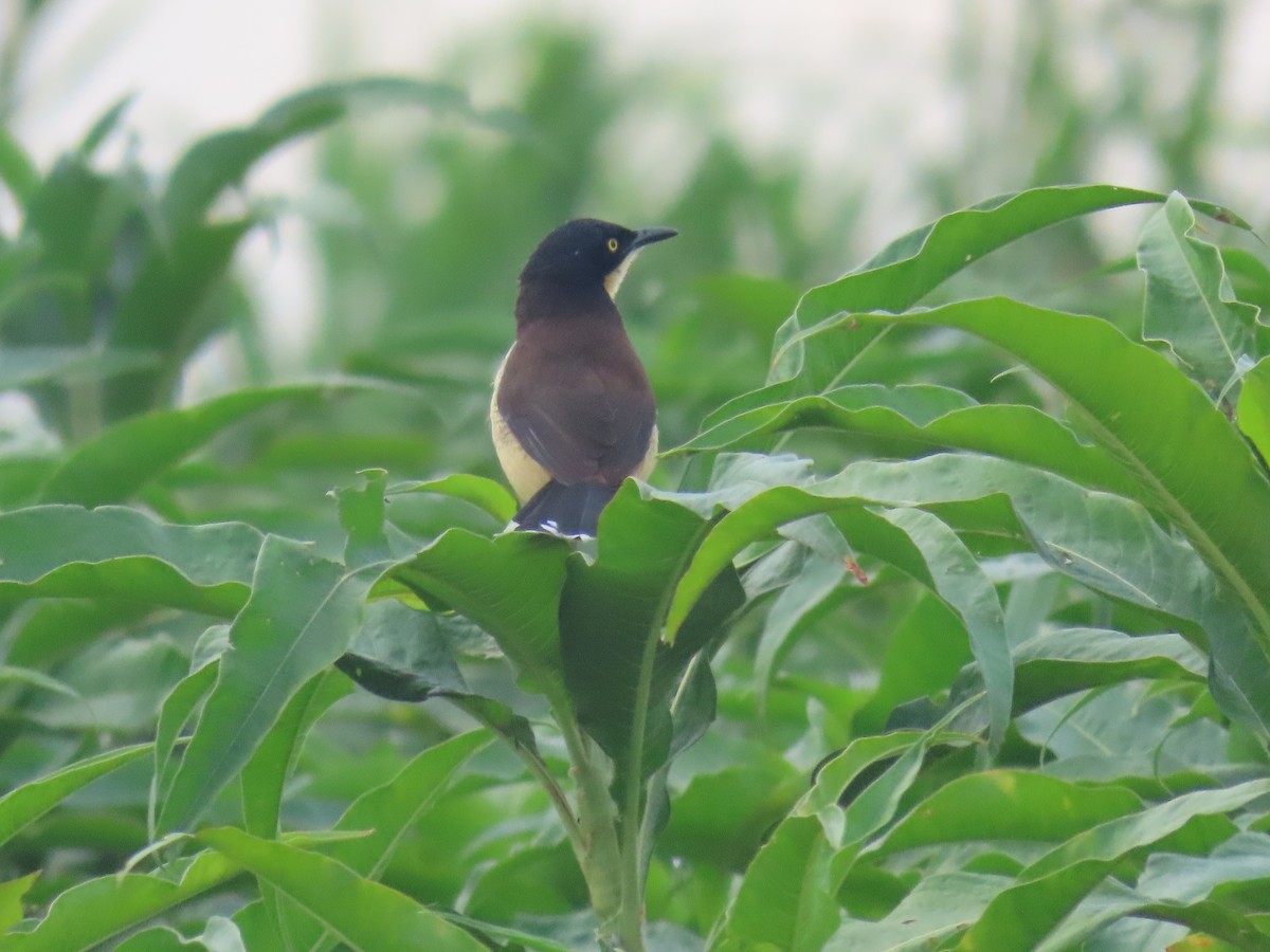 Black-capped Donacobius - ML642620379