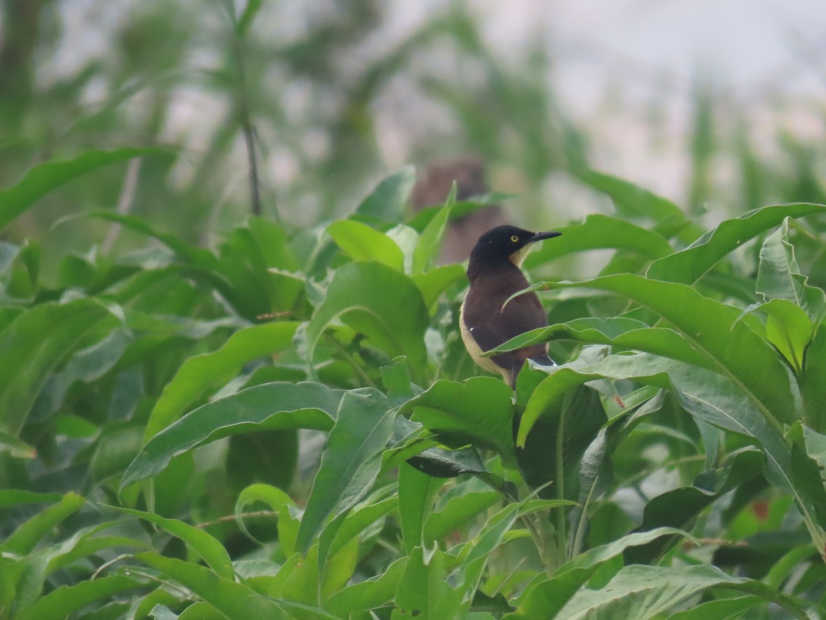 Black-capped Donacobius - ML642620380