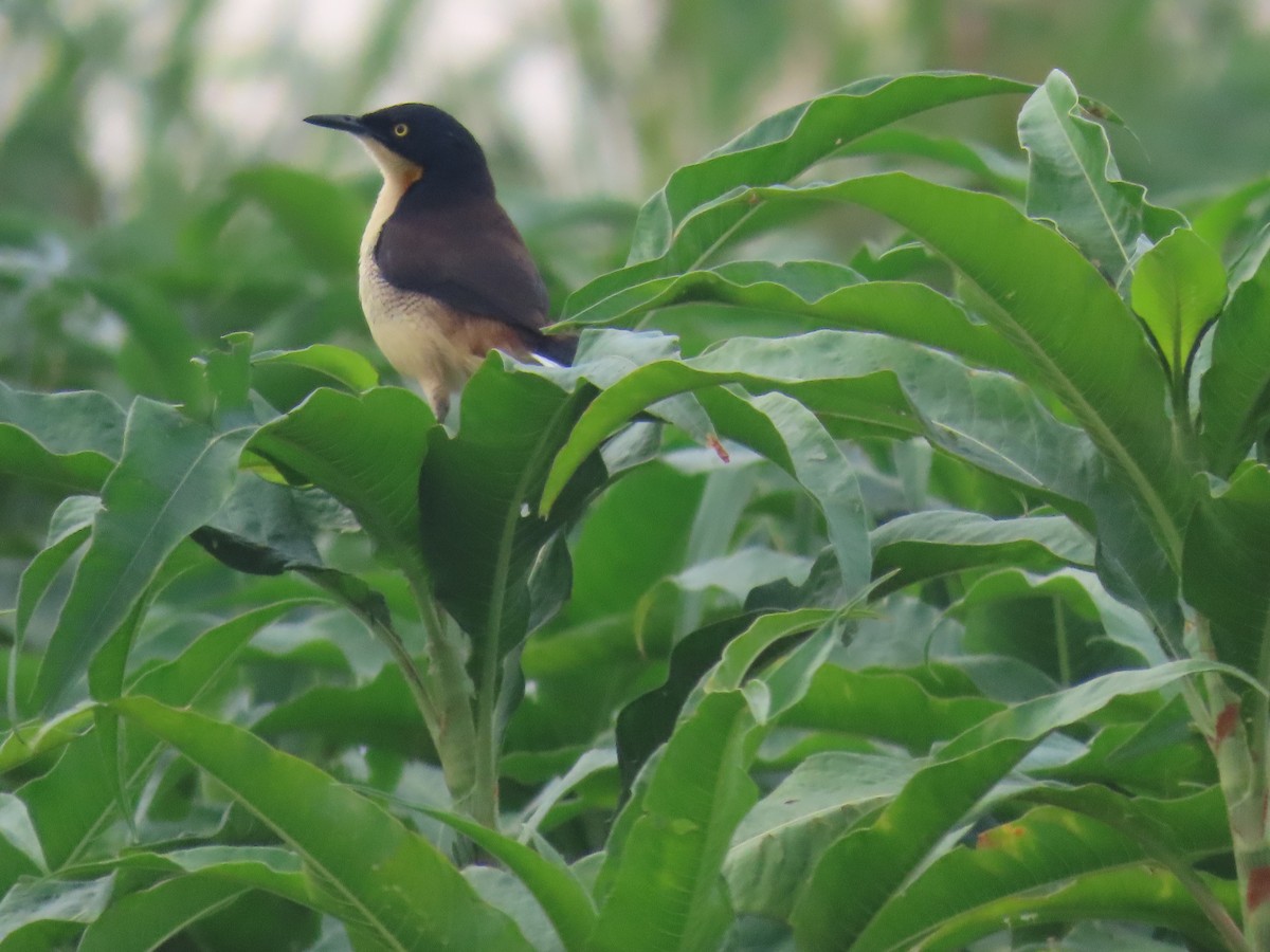 Black-capped Donacobius - ML642620381