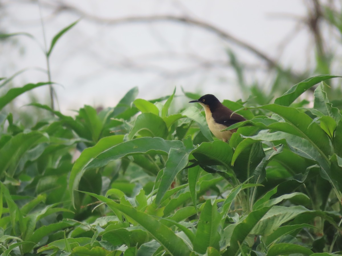 Black-capped Donacobius - ML642620382