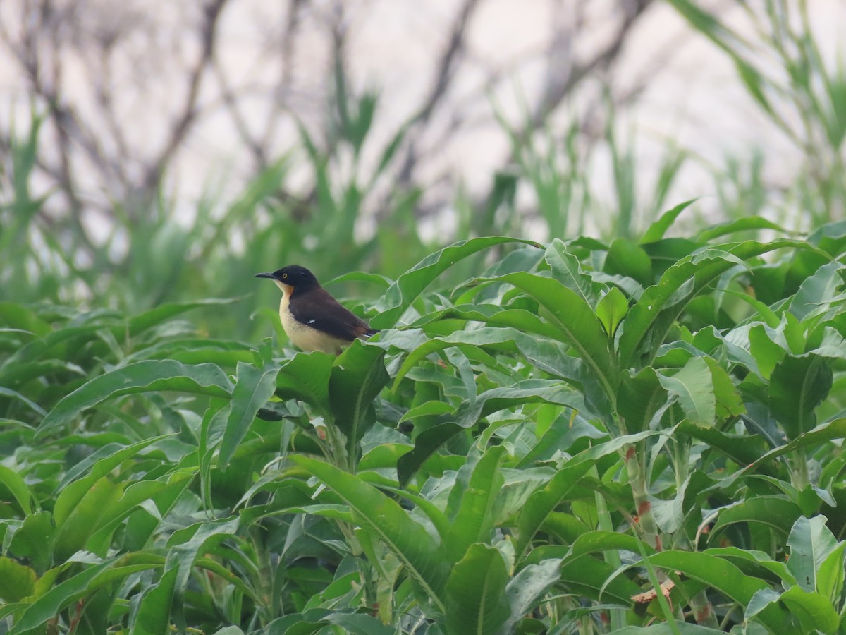 Black-capped Donacobius - ML642620383