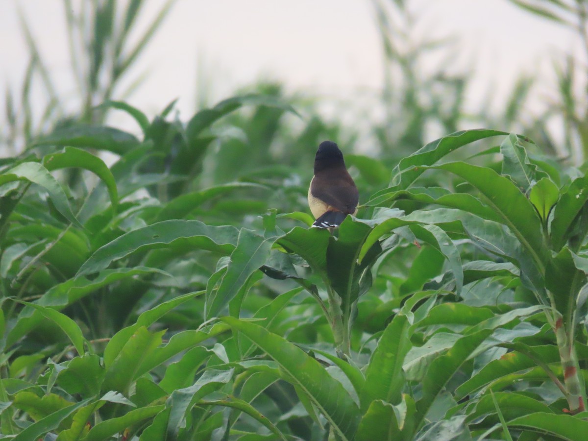 Black-capped Donacobius - ML642620384