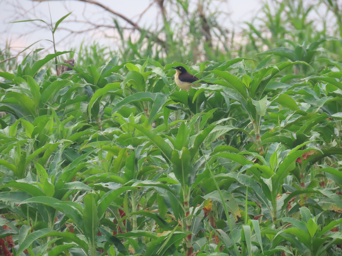 Black-capped Donacobius - ML642620385